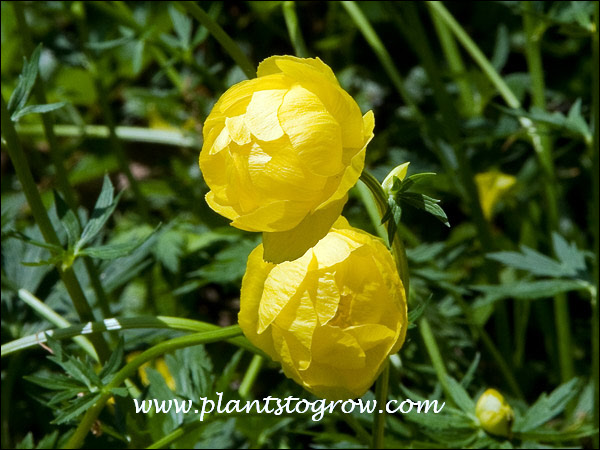 Large globular lemon flowers.